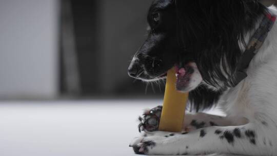 狗吃骨头的中间镜头视频素材模板下载