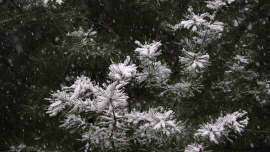 寒冷冬季公园松树雪花大雪空境升格