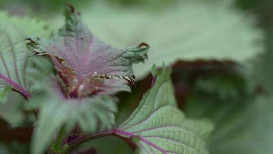 紫苏种植实拍