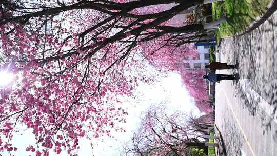 大理大学樱花风景