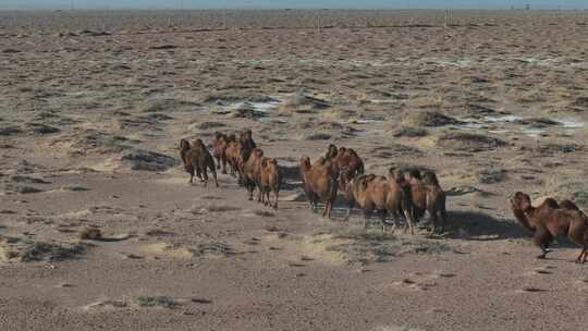 戈壁骆驼群视频素材模板下载