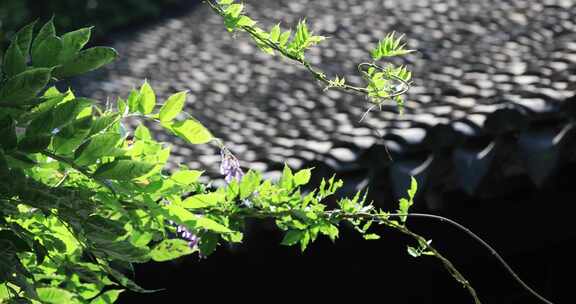 阳光下园林屋檐美丽绿植空镜