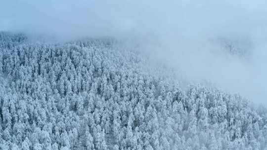 林海雪原 大雪覆盖的森林 冷杉林被雪覆盖