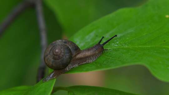 蜗牛在树林中爬行