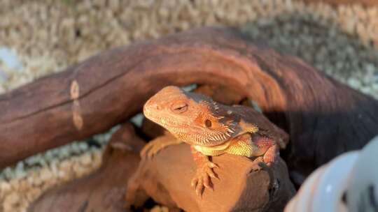 蜥蜴栖息在木头上特写
