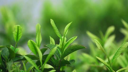 茶农采茶春茶白茶绿茶茶叶毛尖手工茶采茶