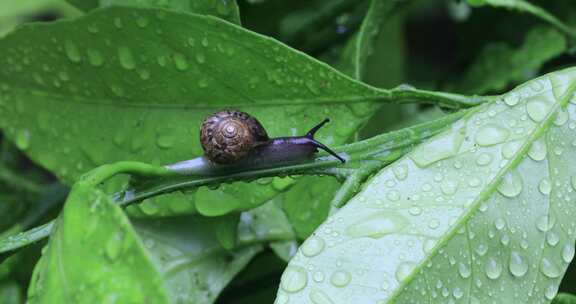 悠闲 蜗牛 缓慢爬行树叶雨水清新微距特写