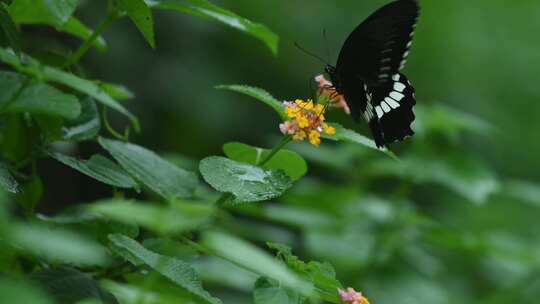 微距拍摄蝴蝶在五色花上授粉