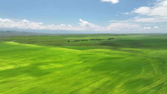 新疆伊犁昭苏农田航拍乡村田野风光