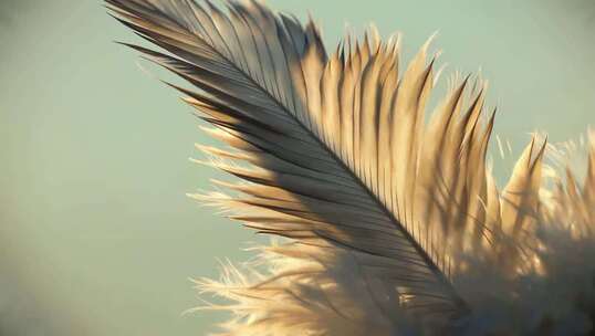 羽毛微距特写素材