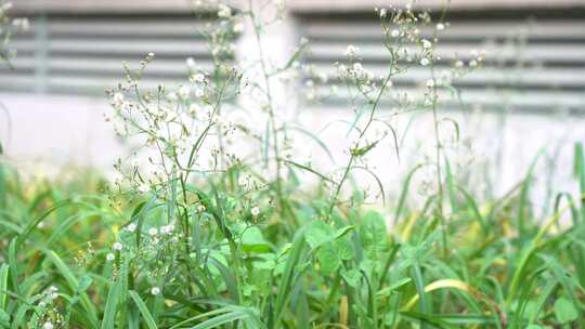 钻野紫菀 野菜 草本植物 菊科 顽固杂草