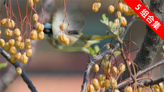 白头鹎在苦棟树上休憩后飞走