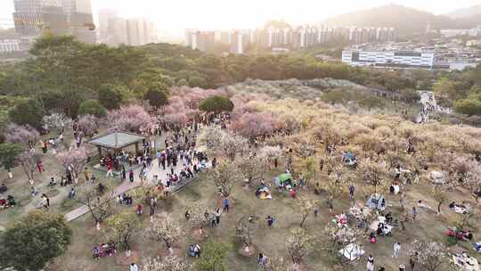 中国广东省广州市黄埔区市民广场梅花