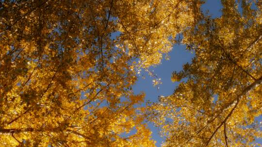 秋季金黄的枫树