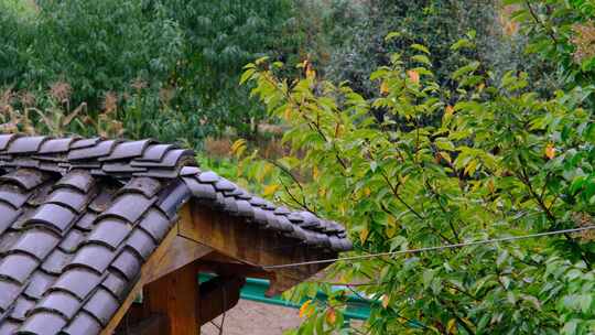 初秋山中农村雨中滴水的屋檐和树叶