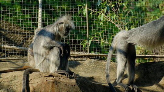 动物园猴子灰叶猴视频素材模板下载