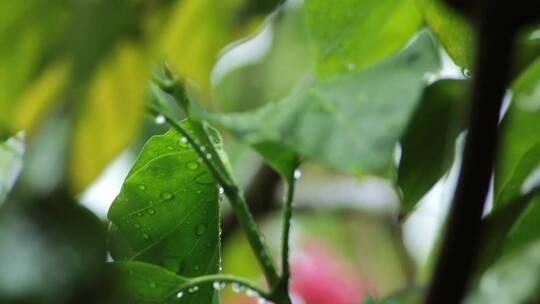 雨轻轻地落在花园的树叶上