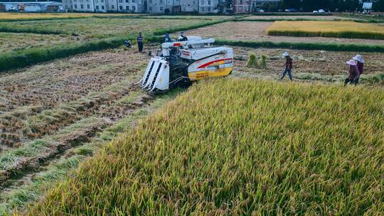 乡村振兴丰收季节机械化收割稻田近景视频素材模板下载