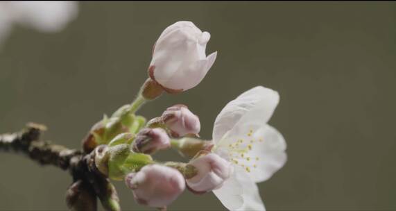 樱花开放