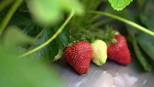 农业草莓种植园