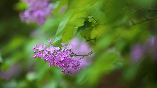 园林丁香花