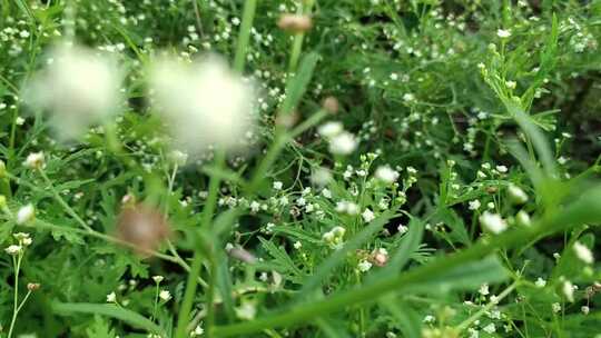 生长在野外的植物