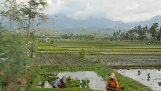 平移拍摄印度尼西亚的稻田