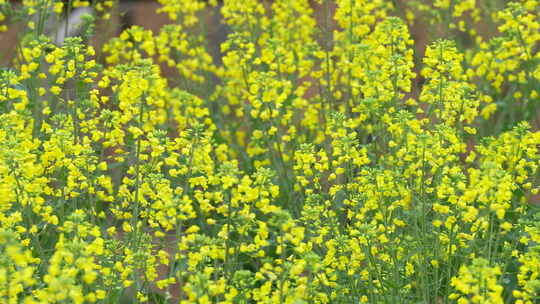 油菜花田