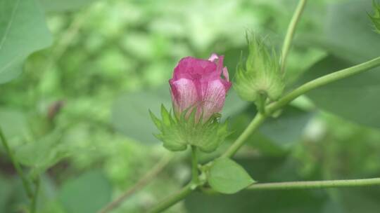 棉花种植