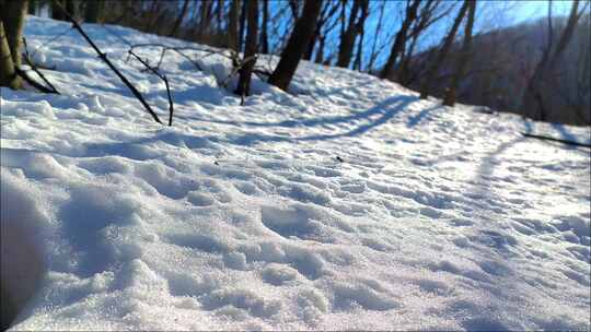 雪后阳光下的山林