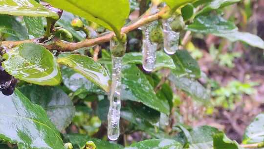 茶花水滴树叶上的叶子水滴露珠冻住冰冻冰