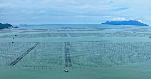 霞浦福建潮间带紫菜养殖0105