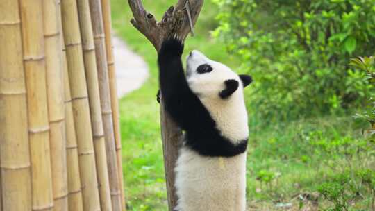 一只独自爬树玩耍的可爱国宝大熊猫幼崽