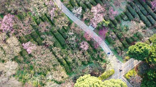 航拍南京明孝陵梅花山梅花盛开