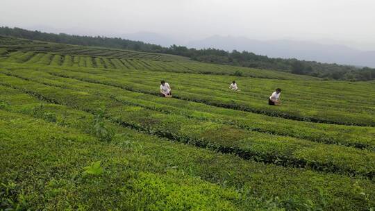 茶叶采摘