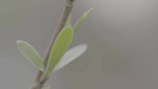 春天植物的嫩芽LOG视频素材模板下载