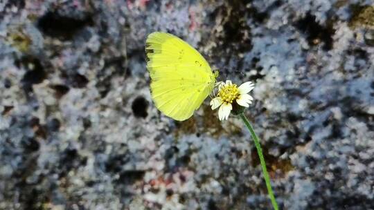 一只黄蝴蝶飞离黄色小花