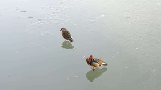 鸳鸯夫妻站在冰面水面梳理羽毛视频素材模板下载