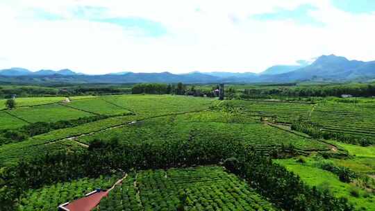 茶山茶园绿茶春茶茶叶