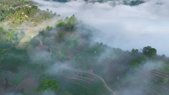 云雾缭绕的茶山视频素材模板下载