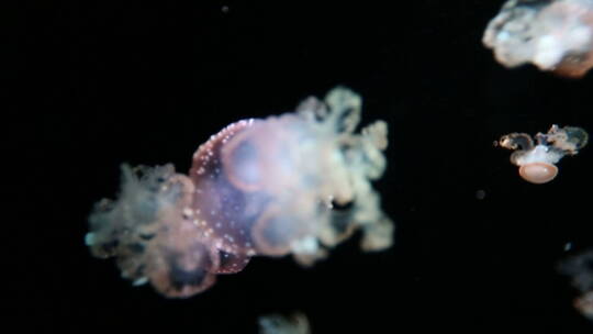 水族馆里游走的水母视频素材模板下载