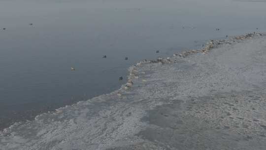 青海青海湖冰面飞鸟航拍视频