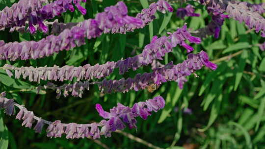 盛开的紫尾草与蜜蜂在风中摇曳