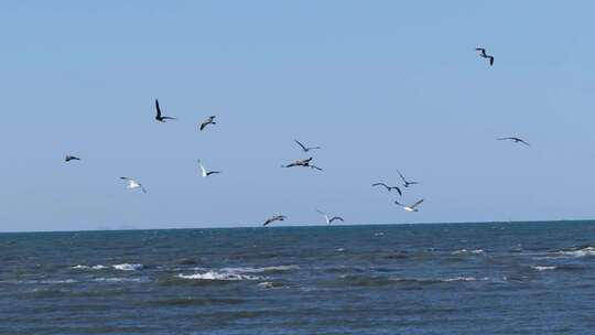 夕阳海面海浪海鸥升格空镜