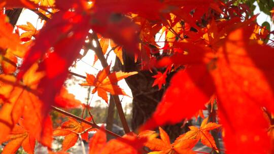 枫树秋天里的红色枫叶视频素材模板下载