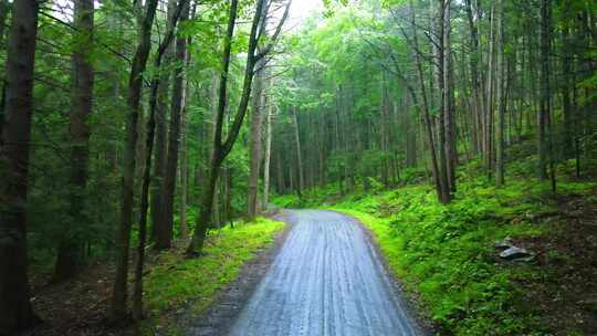 阿巴拉契亚山脉偏远松林道路的无人机视频片