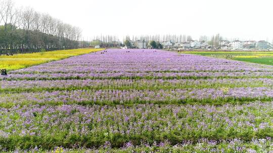 花海 花田 航拍 薰衣草 油菜花