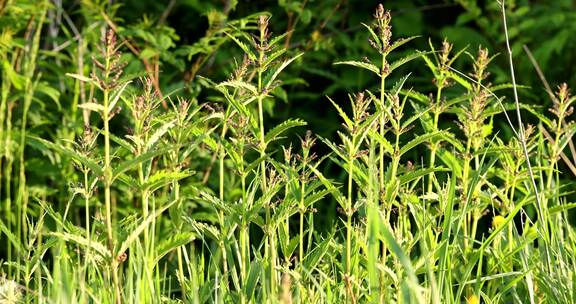 野生药用植物蜇麻子