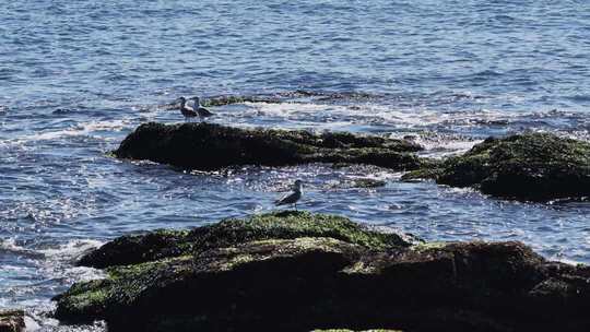 海边礁石群海鸥栖息飞翔慢镜头海浪拍打礁石
