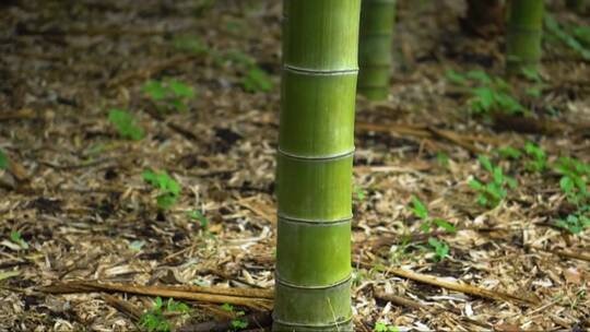 森林中的竹子竹茎倾斜视频素材模板下载